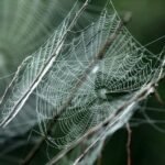 advanced digital web network