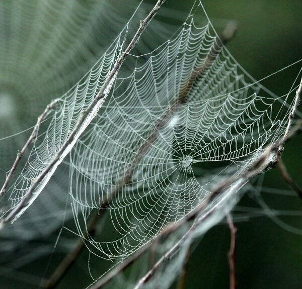 advanced digital web network